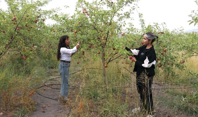 Ağrı Dağı manzaralı meyve bahçesinde elma hasadı başladı