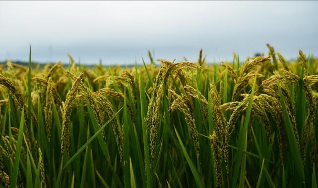 Çin’in hububat üretimi 714,8 milyon ton oldu