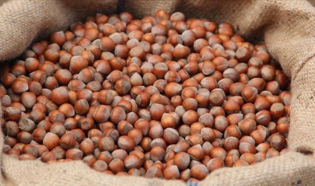 Türkiye, fındık ihracat sezonunun ilk üç ayında 547 milyon doları aşkın gelir sağladı